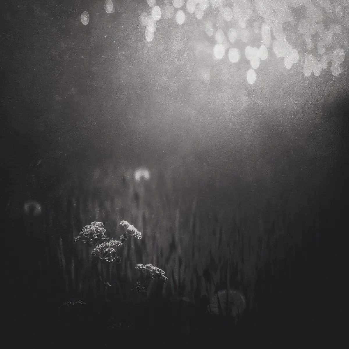 Photo 127